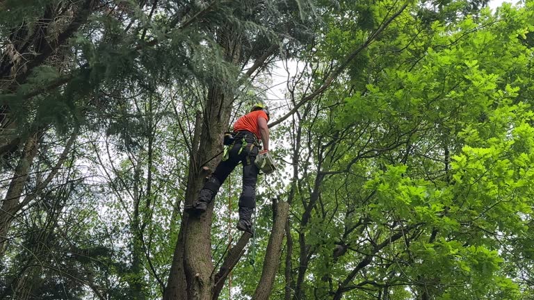 Best Tree Removal  in Ishpeng, MI